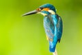 Super close up of Male Common kingfisher Royalty Free Stock Photo