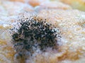 super close up photo of mushrooms growing on bread tray Royalty Free Stock Photo