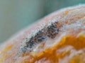 super close up photo of mushrooms growing on bread tray Royalty Free Stock Photo