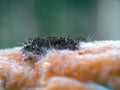 super close up photo of mushrooms growing on bread tray Royalty Free Stock Photo