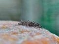 super close up photo of mushrooms growing on bread tray Royalty Free Stock Photo