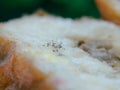 super close up photo of mushrooms growing on bread tray Royalty Free Stock Photo