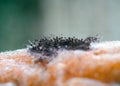 super close up photo of mushrooms growing on bread tray Royalty Free Stock Photo