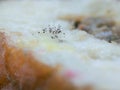 super close up photo of mushrooms growing on bread tray Royalty Free Stock Photo