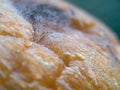 super close up photo of mushrooms growing on bread tray Royalty Free Stock Photo