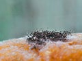 super close up photo of mushrooms growing on bread tray Royalty Free Stock Photo