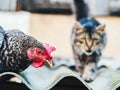 Super close-up portrait of chicken on home farm. Livestock, housekeeping organic agriculture concept. Hen with red Royalty Free Stock Photo