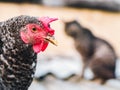 Super close-up portrait of chicken on home farm. Livestock, housekeeping organic agriculture concept. Hen with red Royalty Free Stock Photo