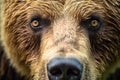 Super close up shot of Grizzly bear eyes looking serious at camera