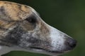 Super close up side profile of greyhounds face and head Royalty Free Stock Photo