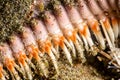 Starfish legs close up