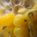 Super close-up Sweetcorn Griddled Barbecued with Flavoured Butters and herbs
