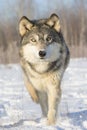 Super close-up of timber wolf Royalty Free Stock Photo