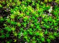 Super close up vibrant green moss