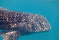 Wonderful whale shark in super-close-up view in turquoise blue Indian Ocean Royalty Free Stock Photo