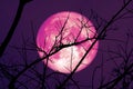 Super Cold Moon on dark sky and silhouette dry tree at the night