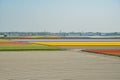 Super colorful rainbow tulips farm in blossom , saw from the famous Keukenhof Royalty Free Stock Photo