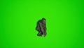 super cool 3d King Kong Dancing KPOP on green screen