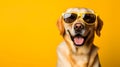 Super cool fun yellow lab dog in sunglasses happy fun with copy space Royalty Free Stock Photo