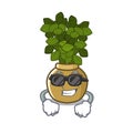 Super cool jade plant pot in cartoon yard Royalty Free Stock Photo