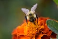 Super crisp and vivid bumblebee pollinates Orange flower bright vivid gorgeous Royalty Free Stock Photo