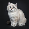 Super cute blue tabby point British Shorthair cat kitten, Isolated on black background.