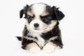 Super Cute Chihuahua Puppy Applehead With Long Fur Royalty Free Stock Photo