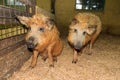 Cute Mangalica pigs Royalty Free Stock Photo