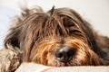 A super cute dog sleeping in a bed Royalty Free Stock Photo