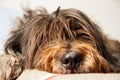 A super cute dog sleeping in a bed