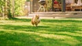 Super Cute Fluffy Pedigree Pomeranian Dog Runs Across Summer Green Lawn. Happy Little Pedigree Dog Royalty Free Stock Photo