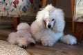 Super Cute and Fluffy White Miniature Poodle