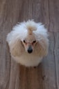 Super Cute and Fluffy White Miniature Poodle