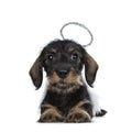 Super cute Mini Dachshund wirehaired , Isolated on white background Royalty Free Stock Photo