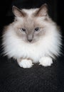Super cute ragdoll cat posing as a little ball of fur with beautiful catchy eyes and curious look