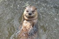 Super Cute River Otter Floating in A River