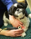 Dog receiving Physiotherapy at the Vets