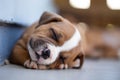 Super cute Staffordshire Bull Terrier puppy sleeping