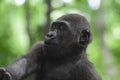 Super Cute Young Lowland Gorilla Royalty Free Stock Photo