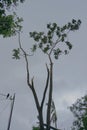 Super cyclone Amphan, West Bengal, India