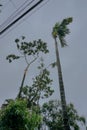 Super cyclone Amphan, West Bengal, India