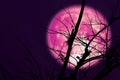 super dark harvest pink moon on night sky back dry branch tree Royalty Free Stock Photo