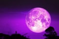 super dark harvest piurple moon on night sky back dry branch tree over forest Royalty Free Stock Photo