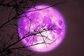 super dark harvest purple moon on night sky back dry branch tree in meadow Royalty Free Stock Photo