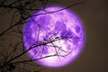 super dark harvest purple moon on night sky back dry branch tree in meadow Royalty Free Stock Photo