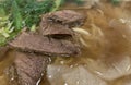 super delicious japanese and korean fusion beef ramen, Bowl of mouth watering Japanese ramen for single serving Royalty Free Stock Photo