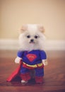 Super dog costume