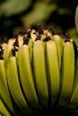 Super Dwarf Cavendish banana fruit Musa acuminate in an organic garden