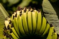 Super Dwarf Cavendish banana fruit Musa acuminate in an organic garden