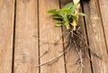Super dwarf cavendish banana plant roots and suckers on a wooden background